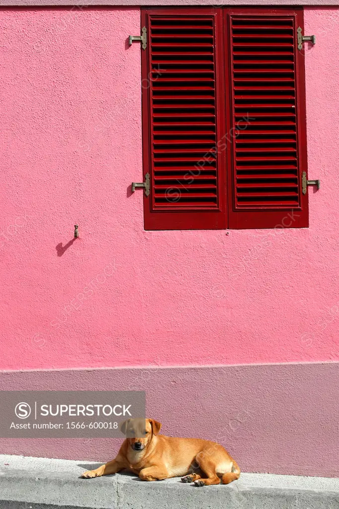 Dog in front of the pink-coloured house / Agua de Pau / Sao Miguel Island / Azores / Portugal