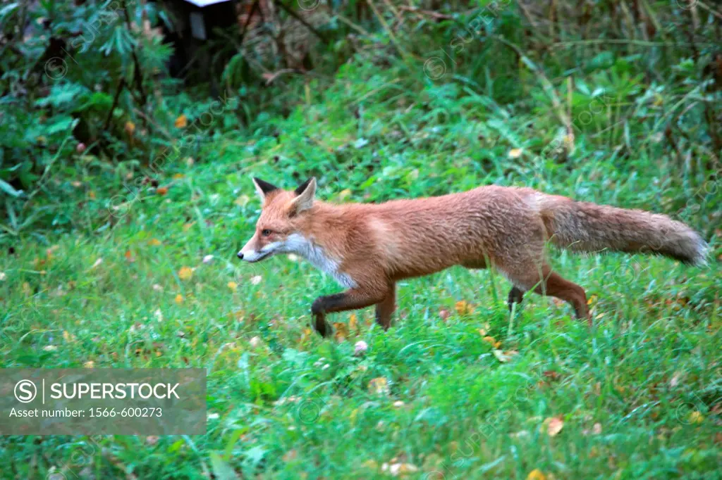 Red fox (Vulpes vulpes) on a meadow
