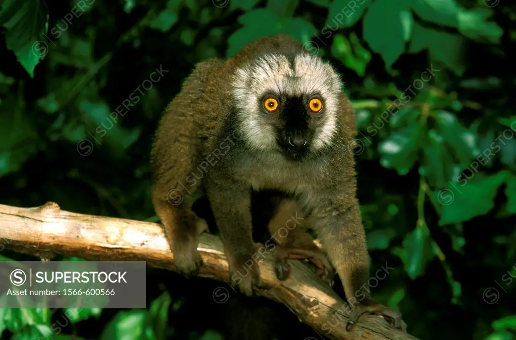 WHITE FRONTED BROWN LEMUR eulemur fulvus albifrons, MALE STANDING ON BRANCH