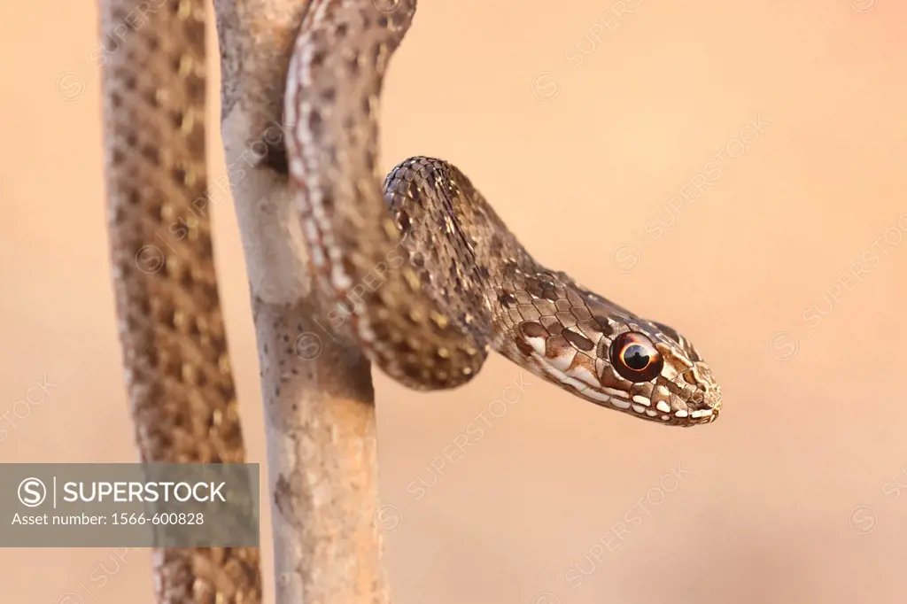 juvenile Montpellier snake Malpolon monspessulanus is very common throughout the Mediterranean basin  It can reach up to 2 00 metres long and may weig...