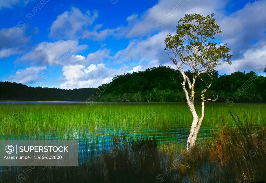 Fraser Island, Queensland, Australia.