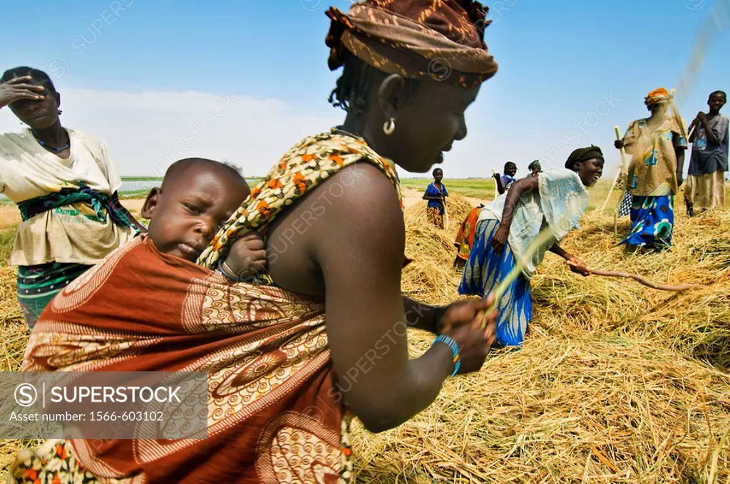 Rice harvest near Timbuktu, Mali
