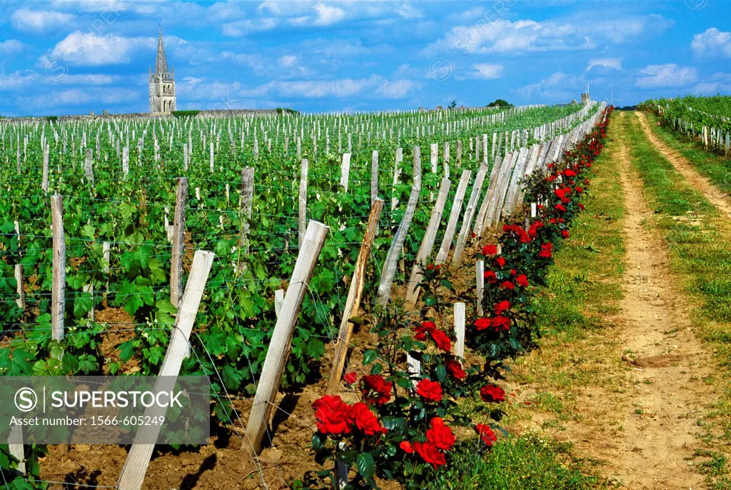 Vineyards in Chateau Canon  St  Emilion Dordogne Valley. Bordeaux, Aquitaine, France.