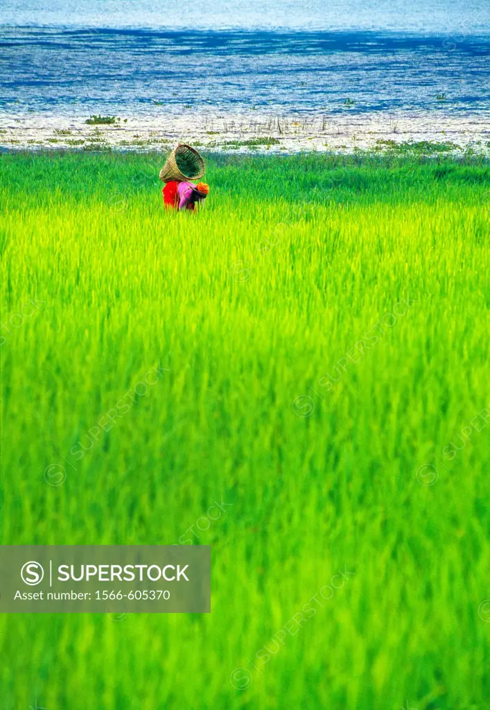 Rice field  Phewa lake  Pokhara valley  Nepal.
