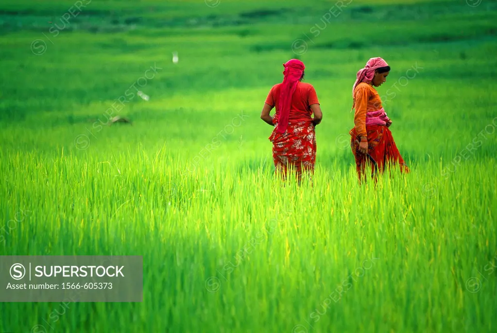 Rice field  Pokhara valley  Nepal.