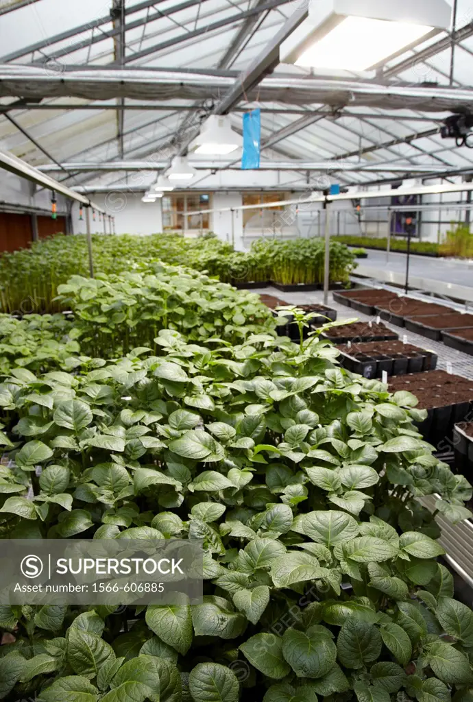 Greenhouse, agricultural research, potato plants, Neiker-Tecnalia, Arkaute, Alava, Euskadi, Spain