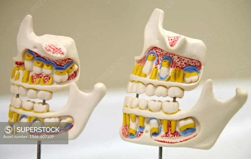 Dentition model, dental clinic, Eibar, Gipuzkoa, Euskadi, Spain