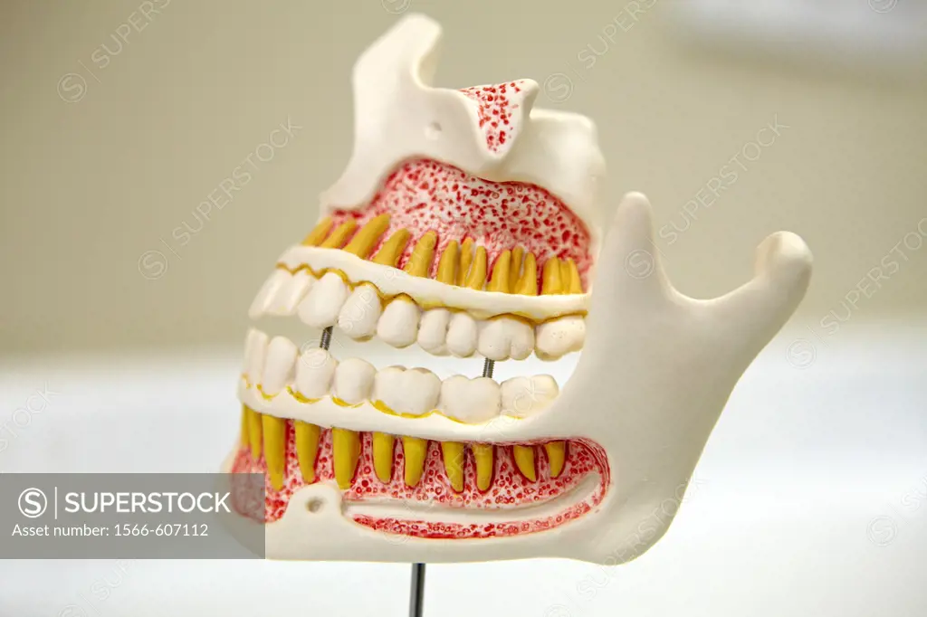 Dentition model, dental clinic, Eibar, Gipuzkoa, Euskadi, Spain