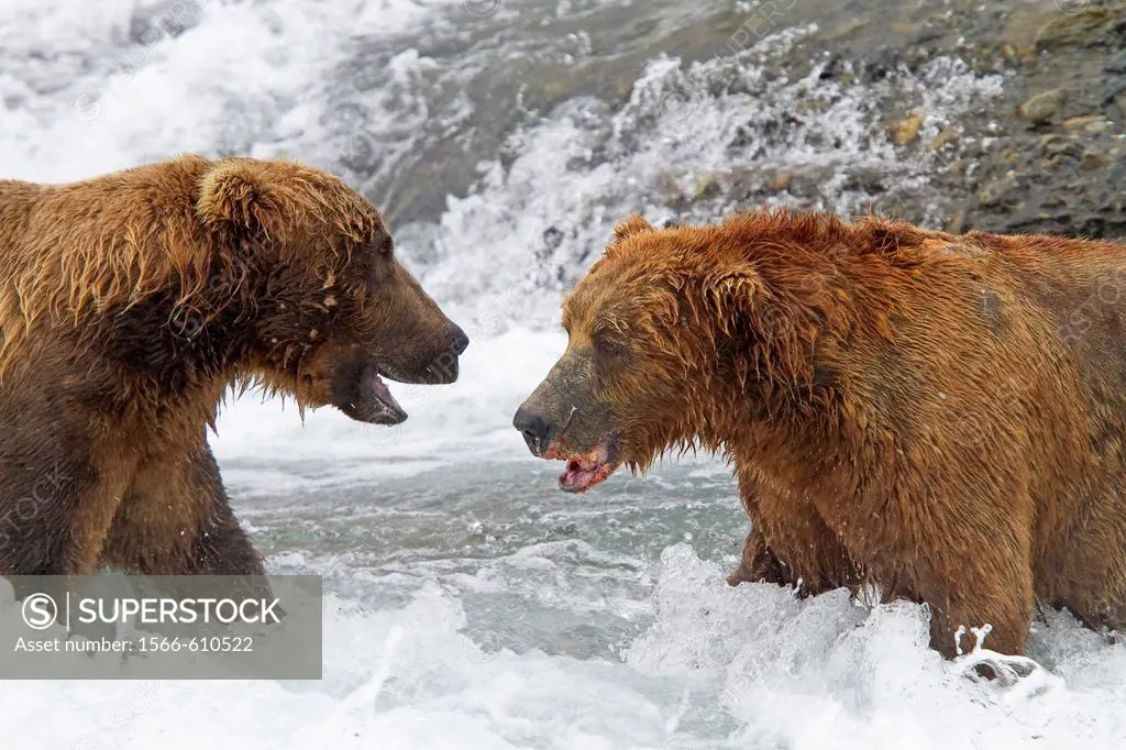 Alaska , Katmai National Park and Preserve , McNeil River Bear Viewing and Wildlife Sanctuary , falls of the Mc Neil river , Grizzly bear  Ursus arcto...