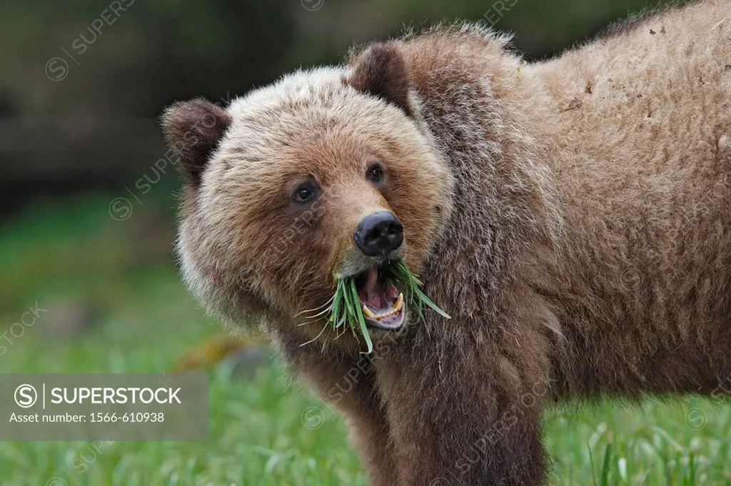 Grizzly Bear eating grass in the Khuzemateen Grizzly Bear Sanctuary, British Columbia, Canada