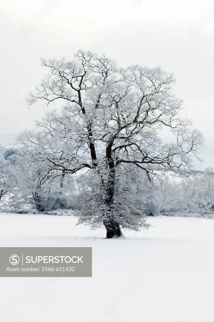 Winter scene - Herefordshire - England UK.