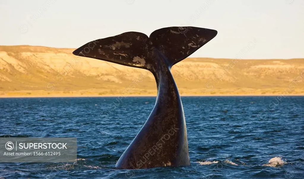 Southern Right Whale (Eubalaena australis), Puerto Piramides, Peninsula Valdes, Patagonia, Argentina