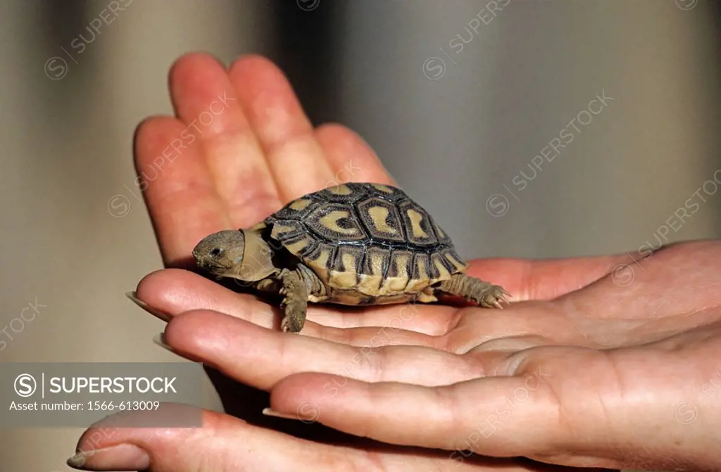 Babyschildkröte in meiner Hand
