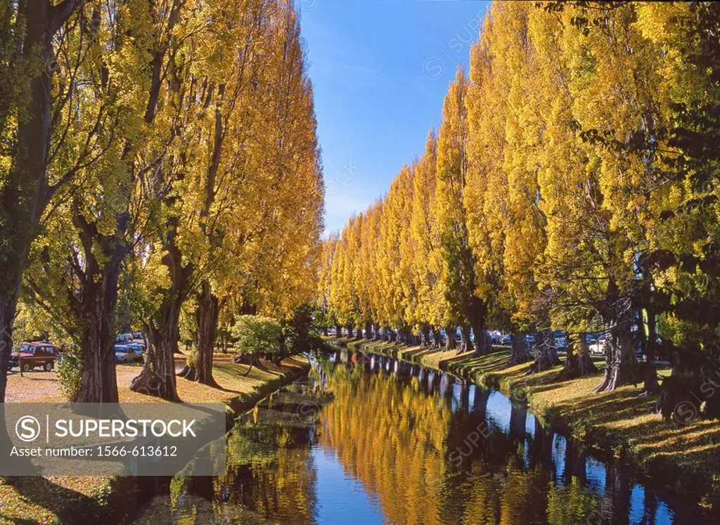 Poplars lining Avon River in autumn Christchurch New Zealand