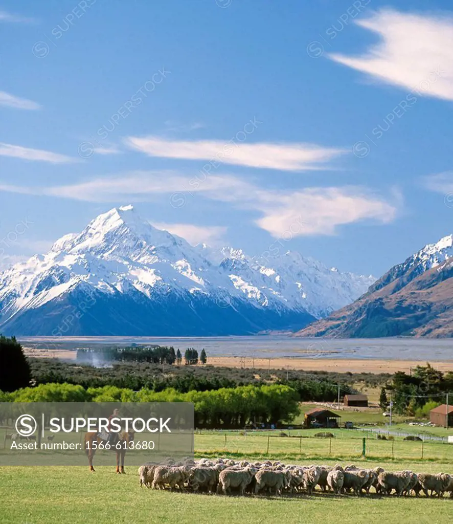 Musterer moving a mob of sheep at Glentanner Station Aoraki / Mt Cook in background Mackenzie country New Zealand