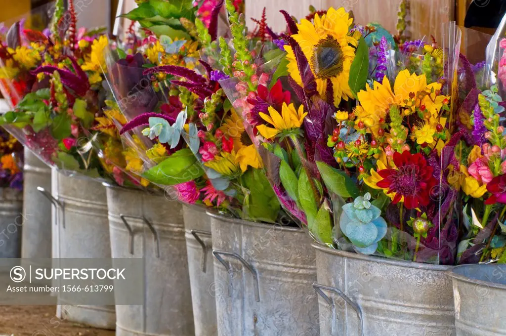 Flower arrangements in buckets, packed for sale at farmers market, Humboldt County, California