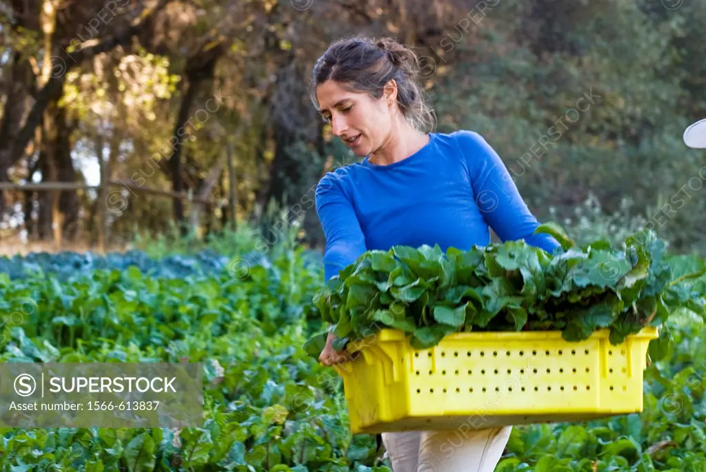 Woman picking beets on small organic farm, Nevada City, California