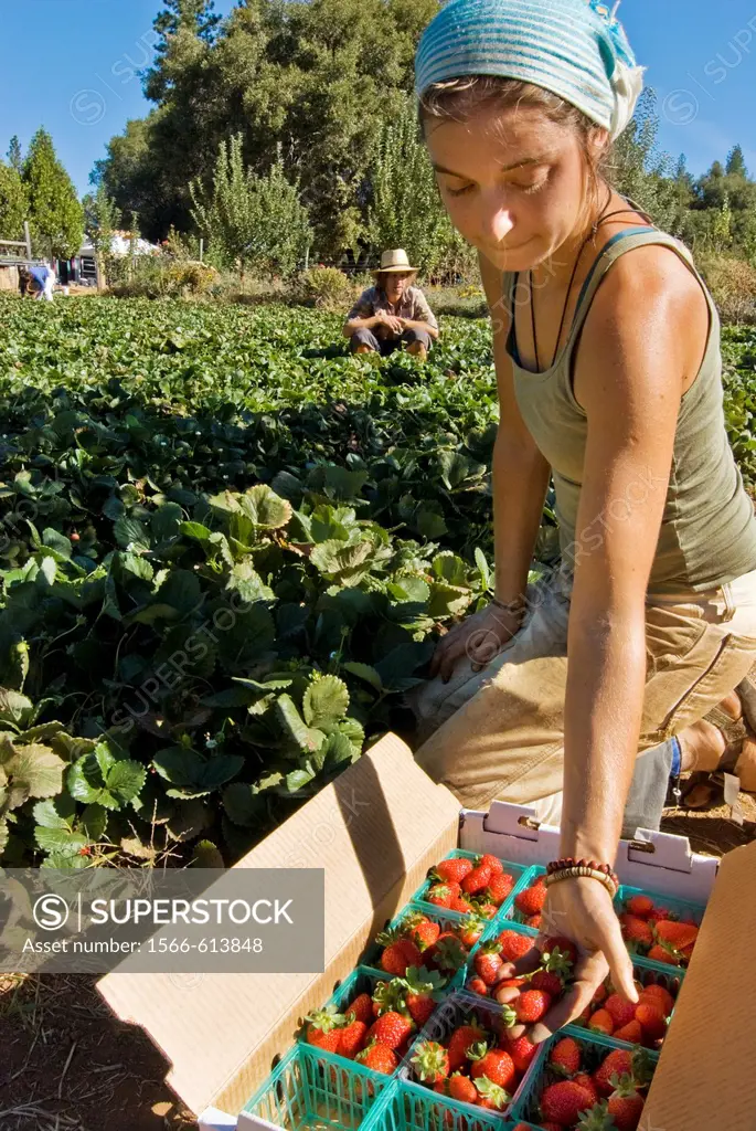 Young woman picking organic strawberries on small organic farm, Nevada City, California