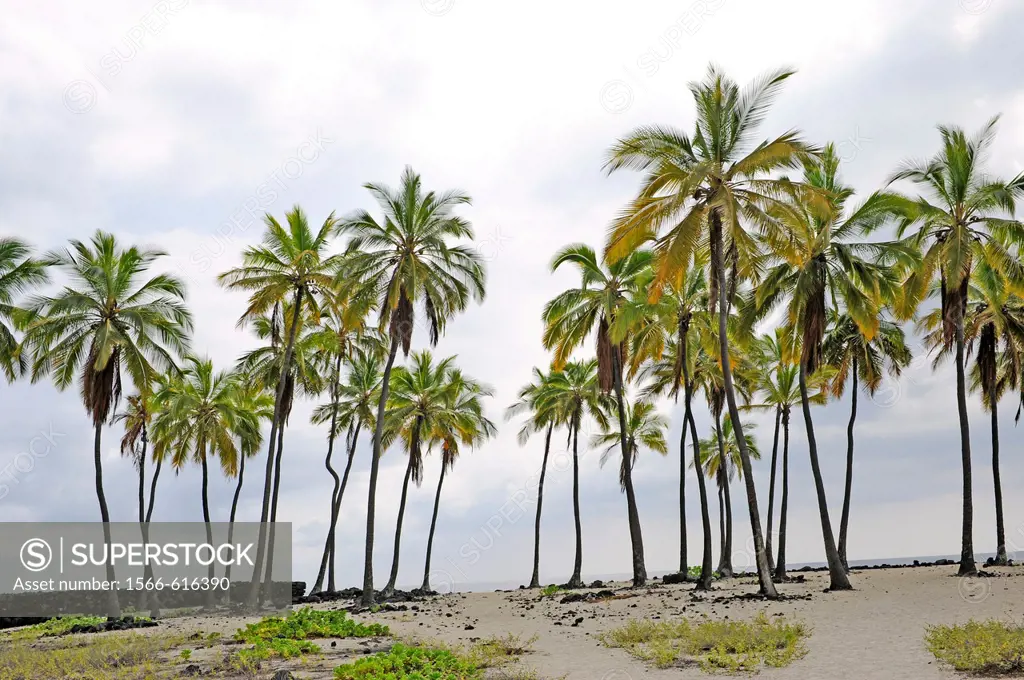 Line of Palm Trees Puuhonua O Honaunau National Historic Park City of Refuge Kona Hawaii Pacific Ocean