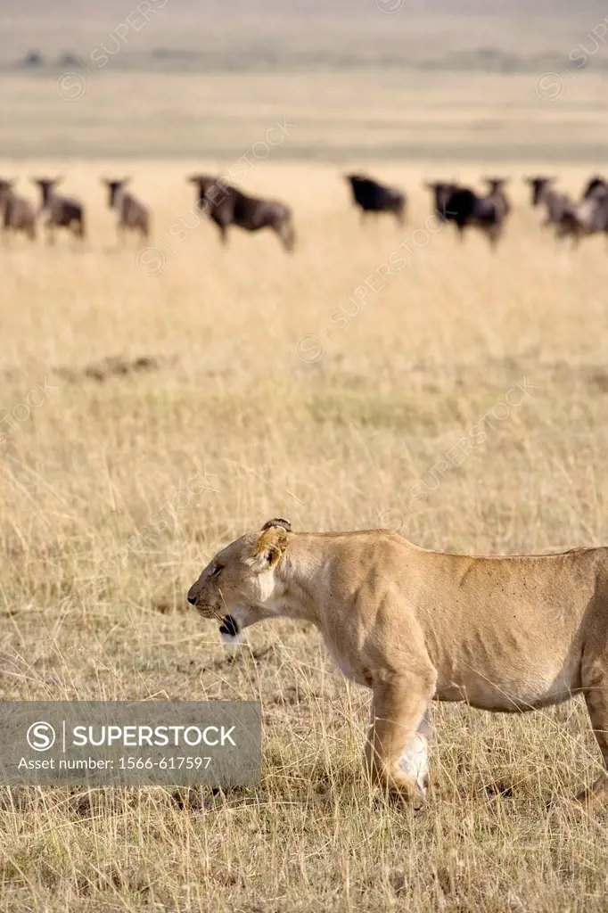 Lioness hunting Wildebeest in the Masai Mara - Kenya