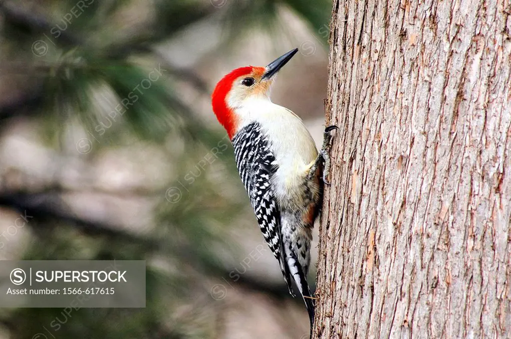A redbellied woodpecker (Melanerpes carolinus) pauses as he climbs the trunk of a tree, Pennsylvania, USA.