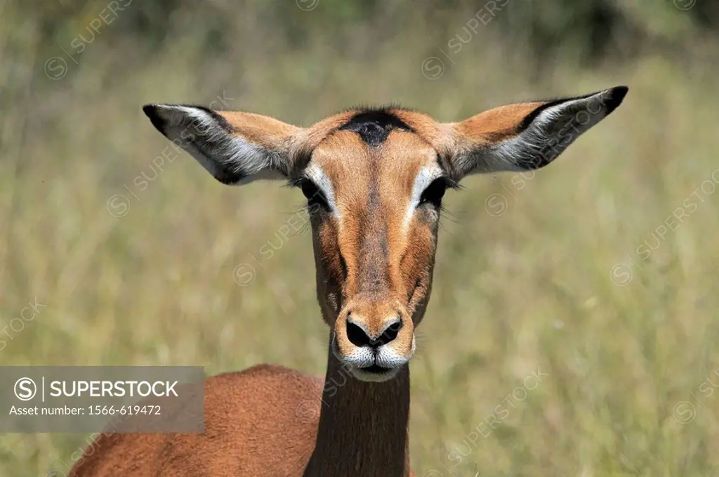 Female Impala, Kruger National Park, Mpumalanga, South Africa