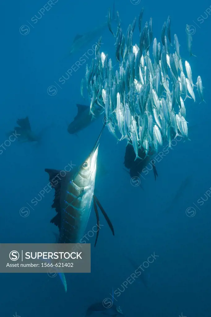Atlantic Sailfish hunting Sardines, Istiophorus albicans, Isla Mujeres, Yucatan Peninsula, Caribbean Sea, Mexico