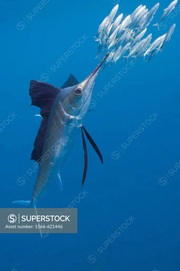 Atlantic Sailfish hunts Sardines, Istiophorus albicans, Isla Mujeres, Yucatan Peninsula, Caribbean Sea, Mexico