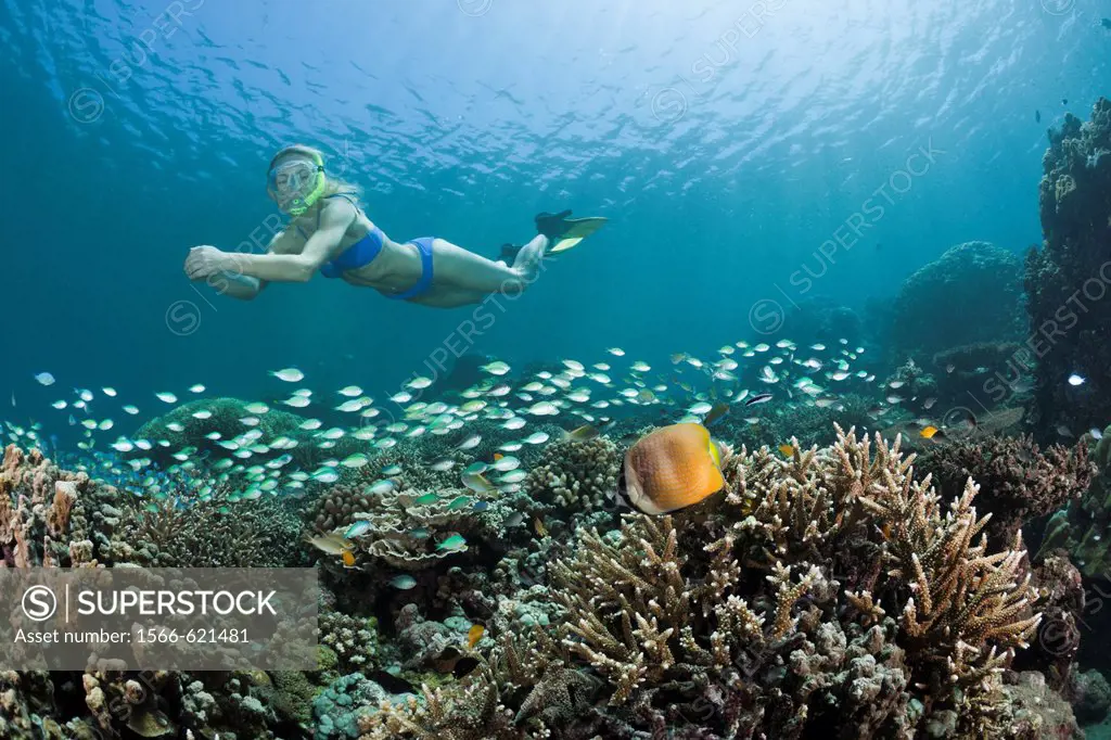 Free diving over Coral Reef, Amed, Bali, Indonesia