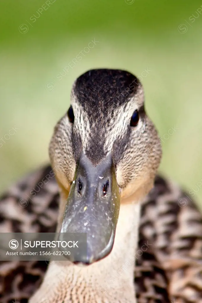 Face of a black duck.