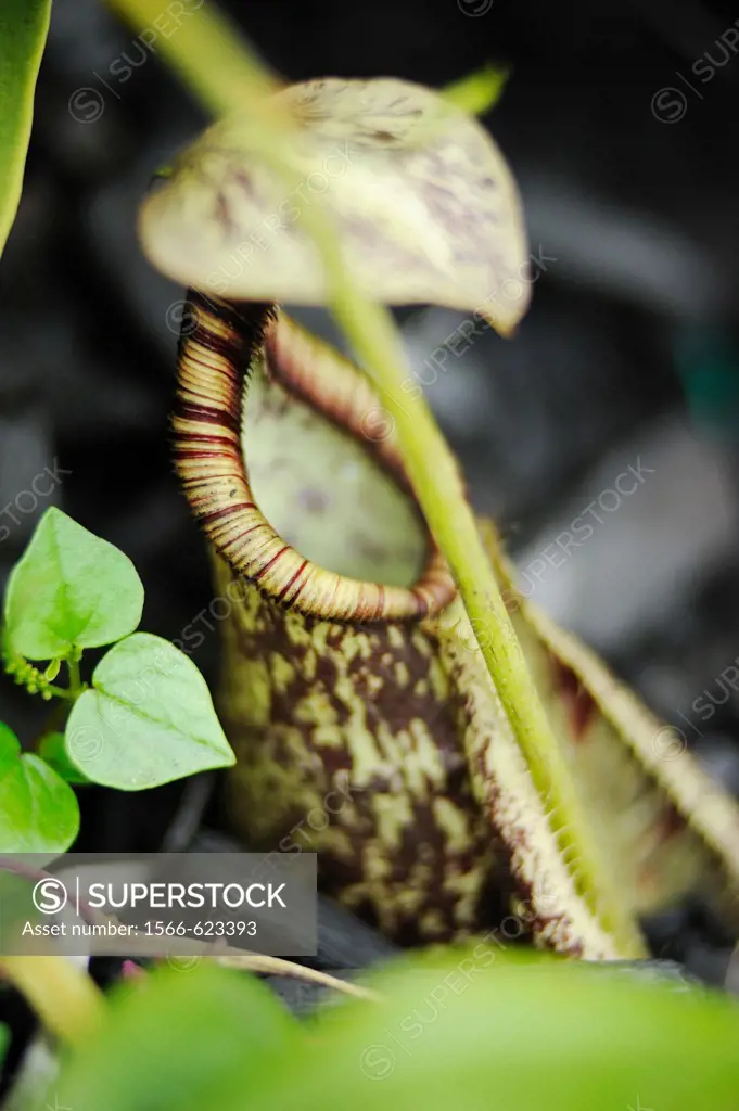 Nepenthes. This pitcher plant was taken at Orchid Garden, Kuching, Sarawak, Malaysia