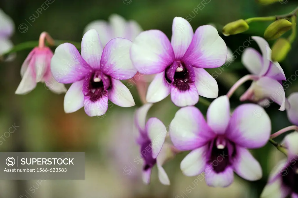Orchid Garden, Kuching, Sarawak, Malaysia.