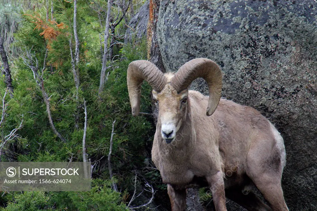 A bighorn sheep in Yellowstone National Park