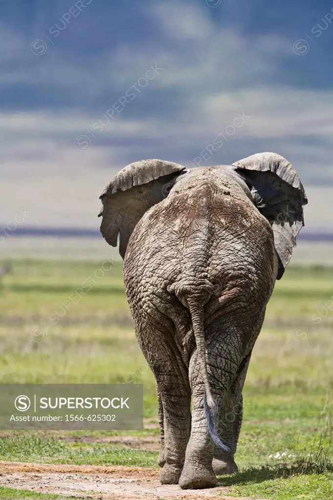 An african elephant (Loxodonta africana) walking away from the camera in the Ngorongoro crater in Tanzania, Africa