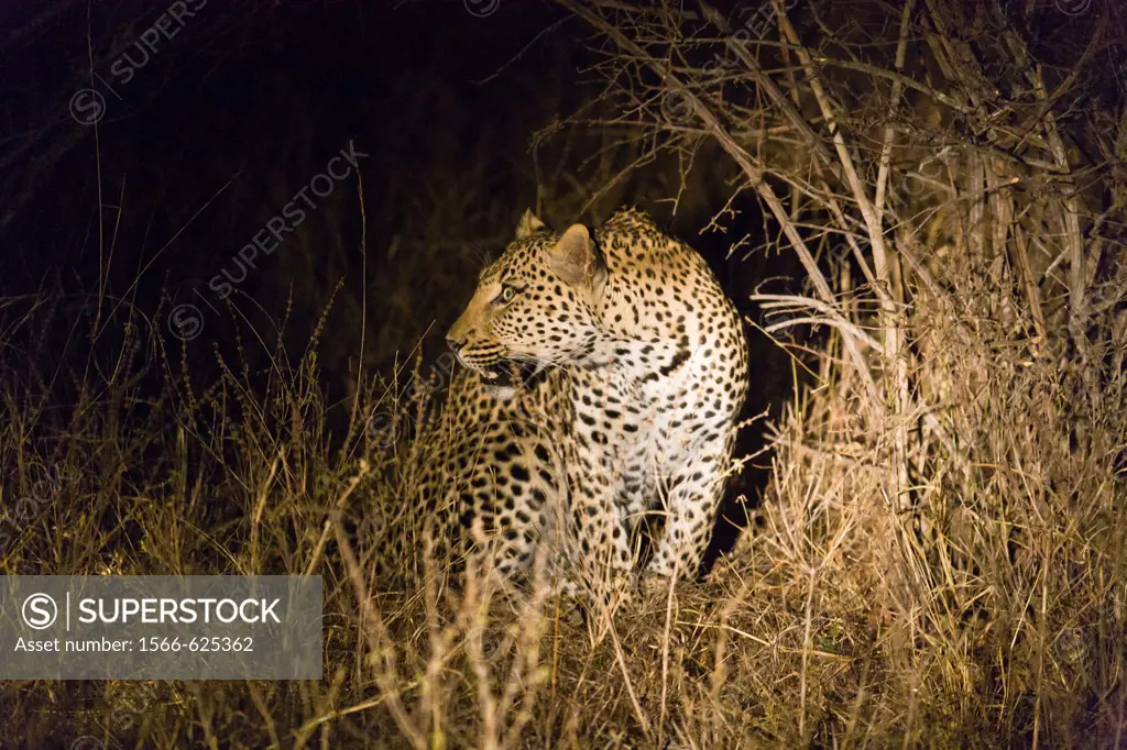 A leopard (Panthera pardus) on the hunt at night, South Africa