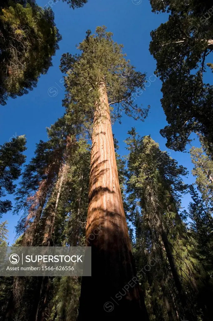 USA, California, Yosemite National Park, Mariposa Grove, Bachelor and Three Graces Giant Sequoias
