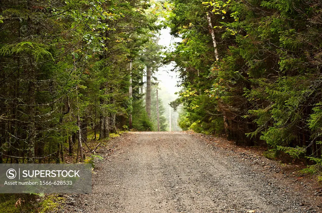 Unpaved road through evergreen forest, Maine, USA