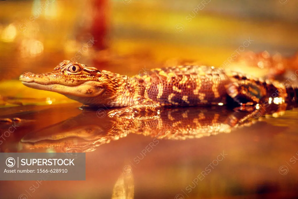 alligator, bayou, Louisiana, United States of America, Americas