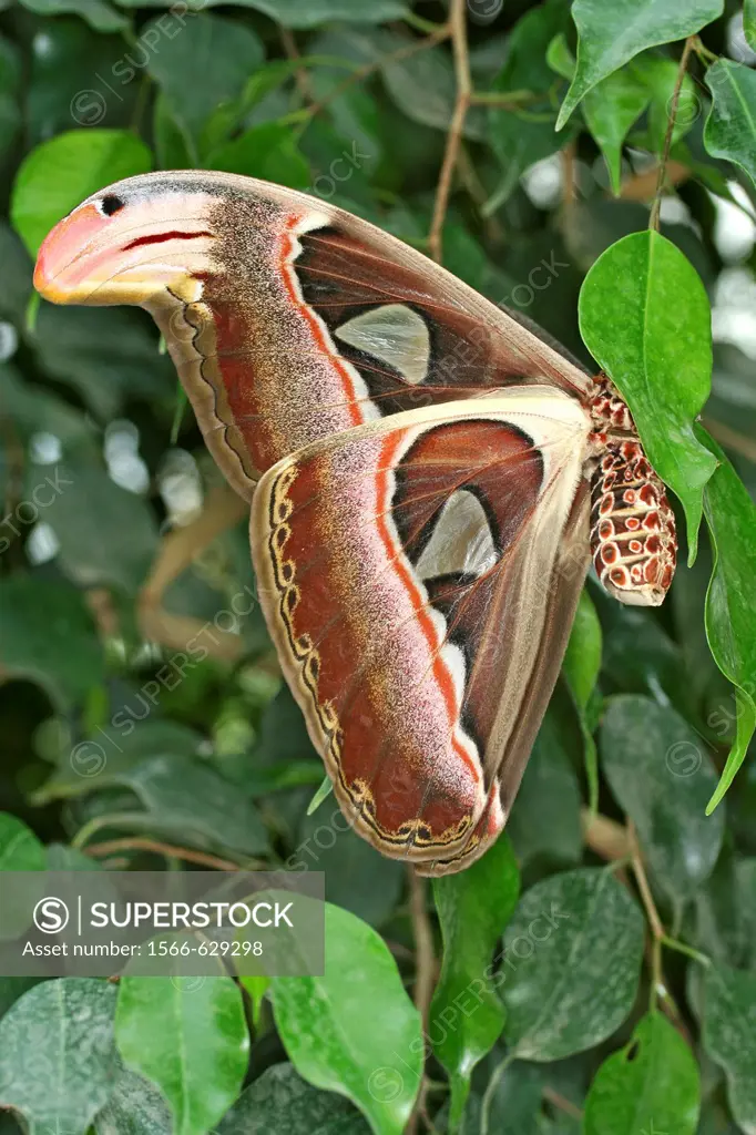 Giant moth Attacus atlas