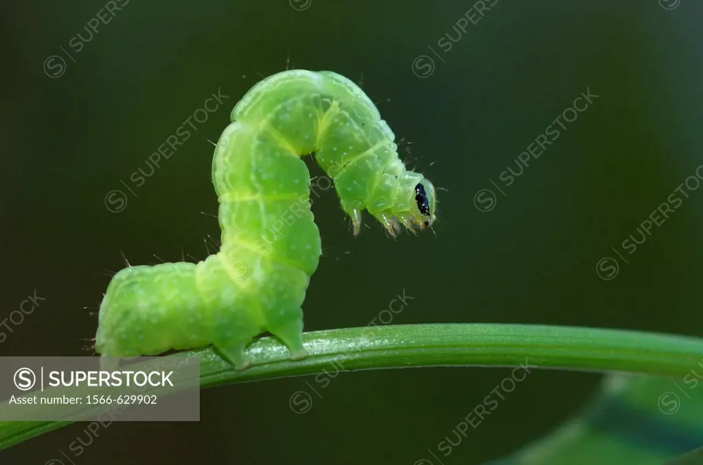 Cabbage Moth caterpillar Autographa gamma