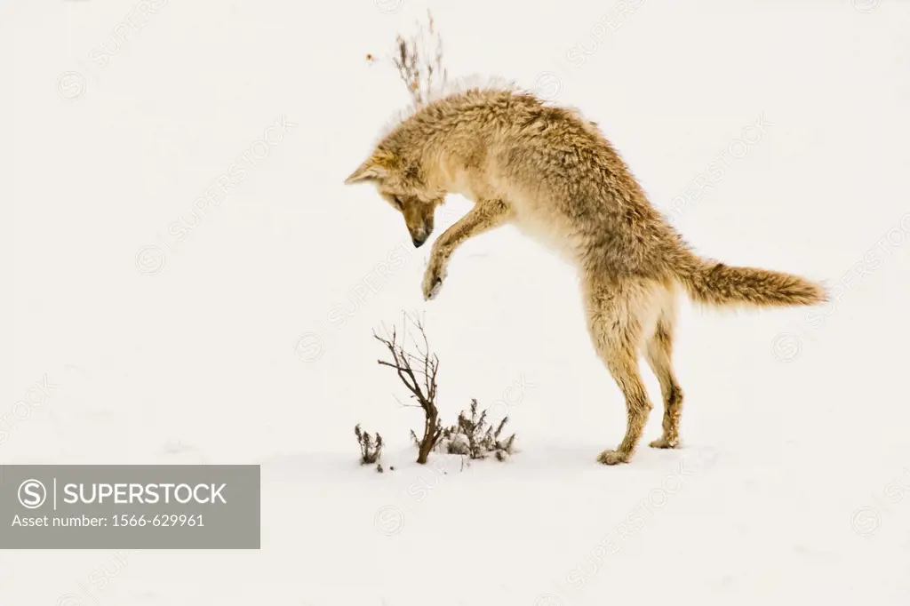 A coyote pouncing on its prey hidden beneath the snow in Yellowstone Park