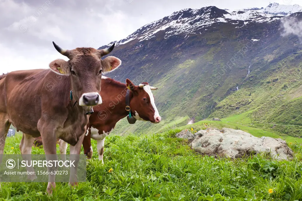 Cow, Switzerland