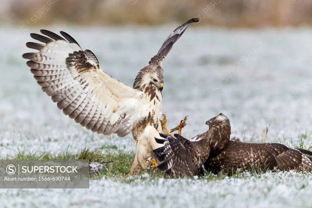 Common Buzzard Buteo buteo, two fighting over food in winter