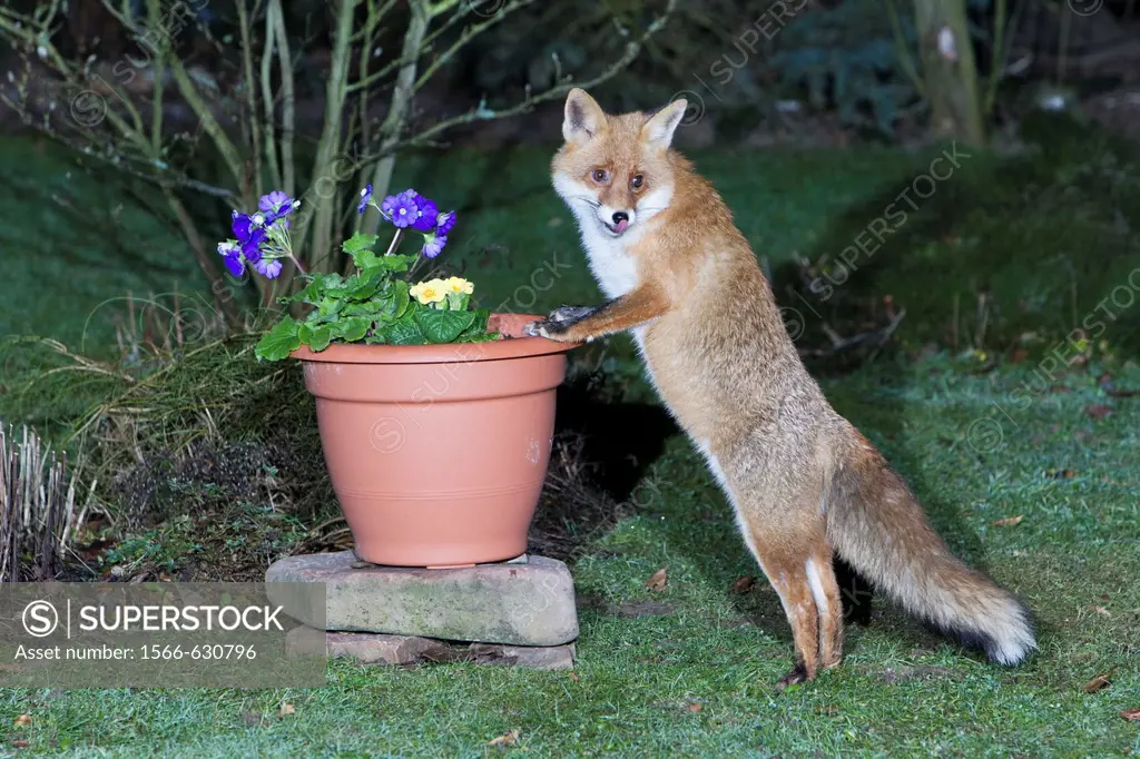 European Fox Vulpes vulpes, in garden, searching for food in plant pot