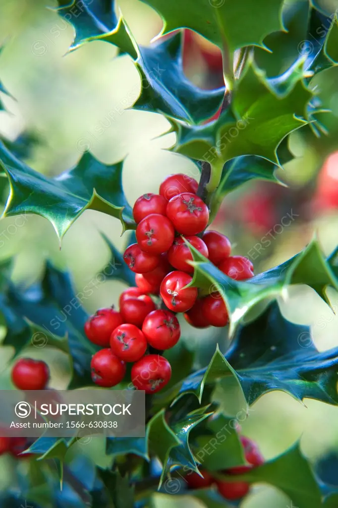 Holly, or European Holly Ilex aquifolium with red fruits  Gorbea Natural Park  Basque Country, Spain, Europe