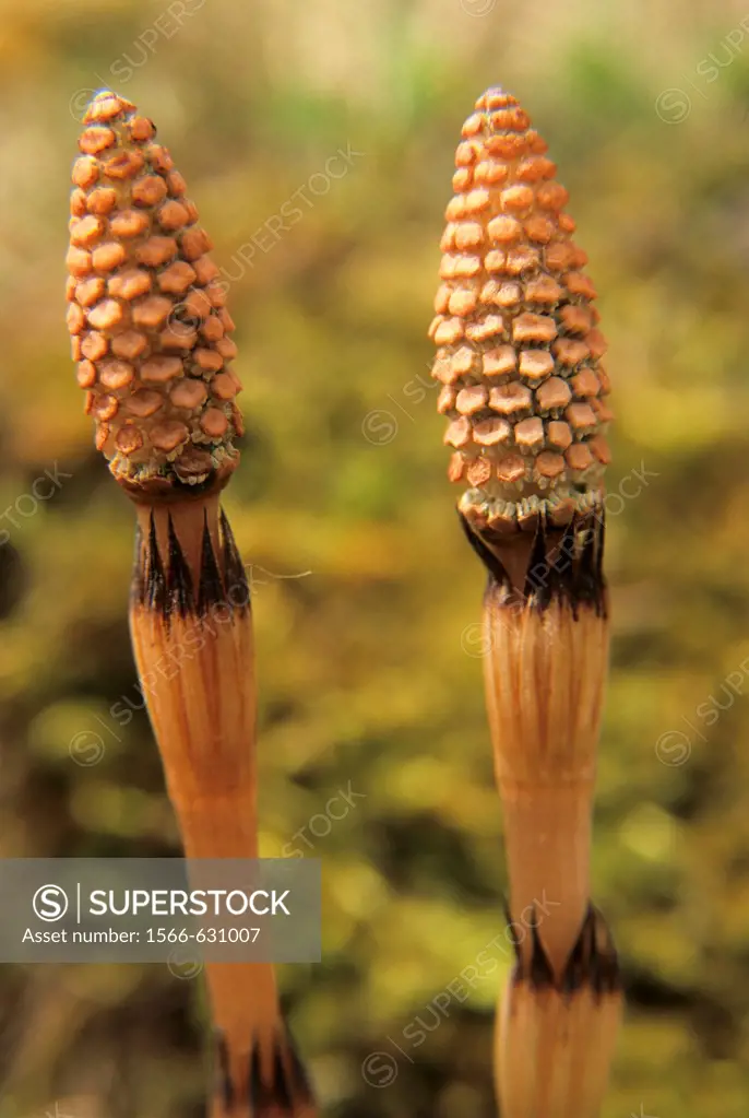 Field Horsetail or Common Horsetail, - Equisetum arvense -