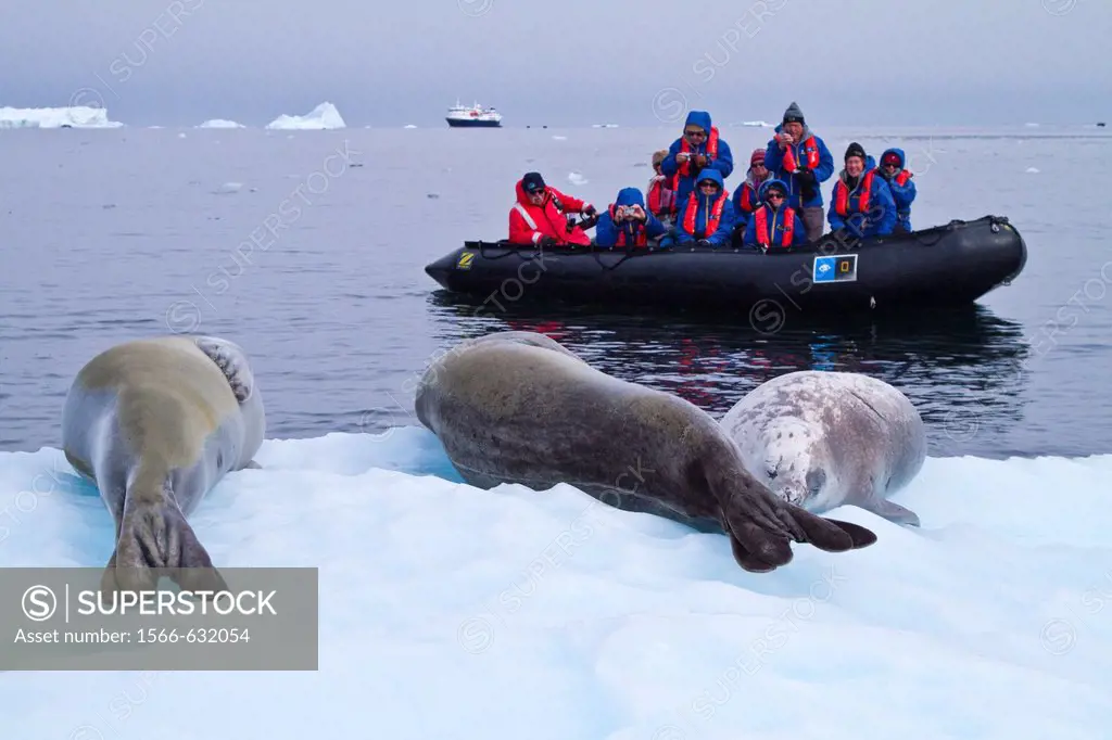 Crabeater seal Lobodon carcinophaga hauled out on ice floe near the Antarctic Peninsula  MORE INFO Crabeater seals often exhibit spiral scarring on th...