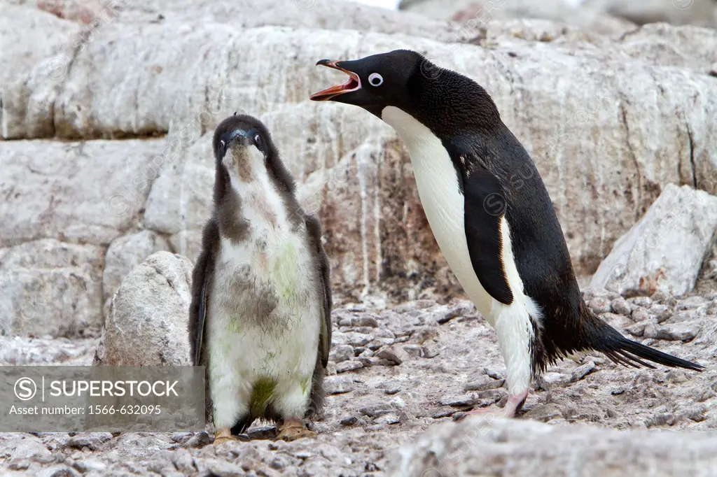 Adélie penguin Pygoscelis adeliae parents and chicks at red rock ridge below the Antarctic Circle on the Antarctic Peninsula, Antarctica  MORE INFO Th...