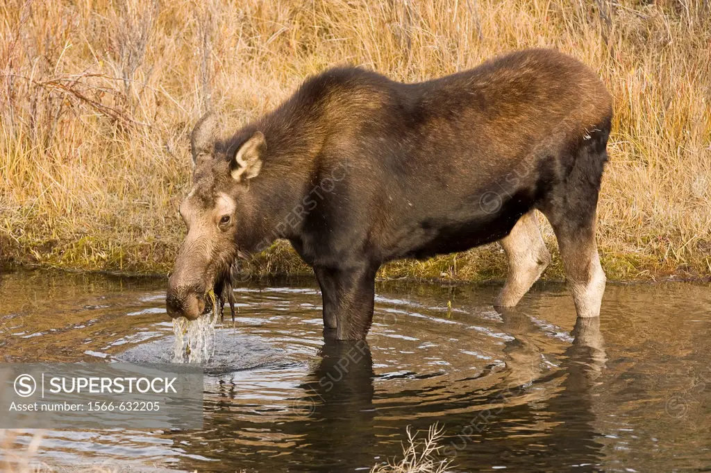 Moose Alces alces shirasi near the Gros Ventre river just outside of Grand Teton National Park, Wyoming, USA  The moose is actually the largest member...