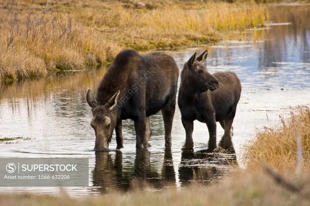 Cow and calf moose Alces alces shirasi feeding near the Gros Ventre river just outside of Grand Teton National Park, Wyoming, USA  The moose is actual...